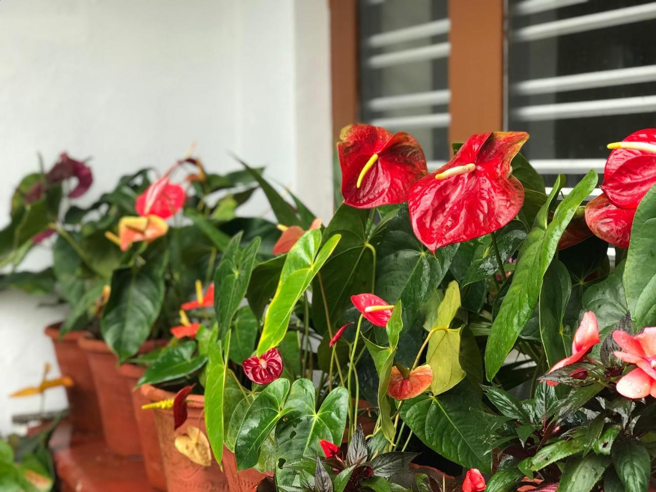 Homestay Shreegandha Somvarpet